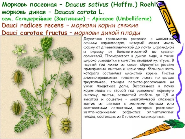 Морковь посевная – Daucus sativus (Hoffm.) Roehl. морковь дикая –