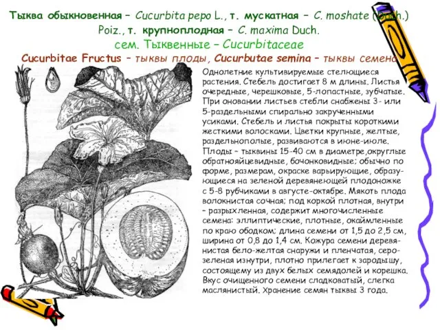 Тыква обыкновенная – Cucurbita pepo L., т. мускатная – C.