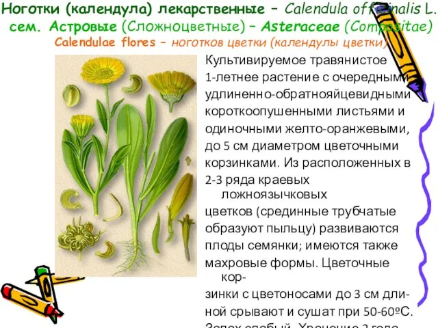 Ноготки (календула) лекарственные – Calendula officinalis L., сем. Астровые (Сложноцветные)