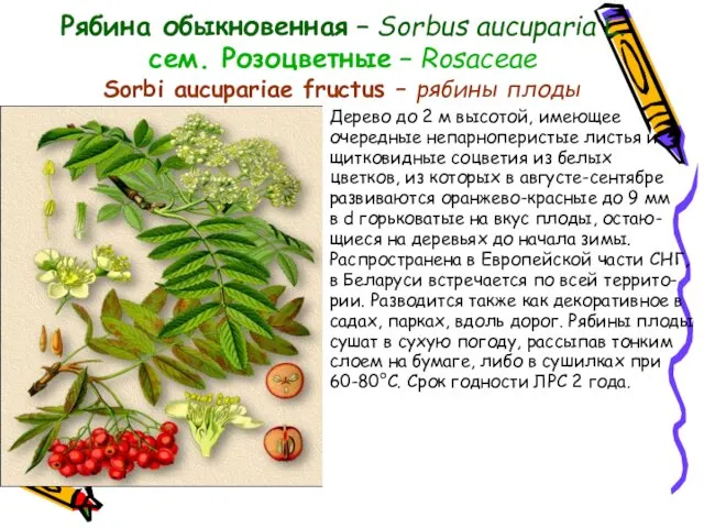 Рябина обыкновенная – Sorbus aucuparia L. сем. Розоцветные – Rosaceae