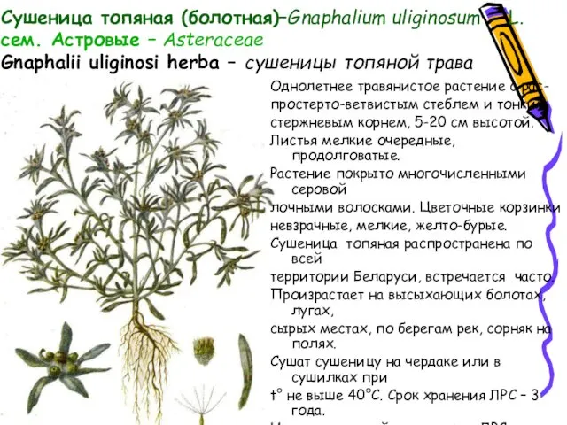 Сушеница топяная (болотная)–Gnaphalium uliginosum L. сем. Астровые – Asteraceae Gnaphalii