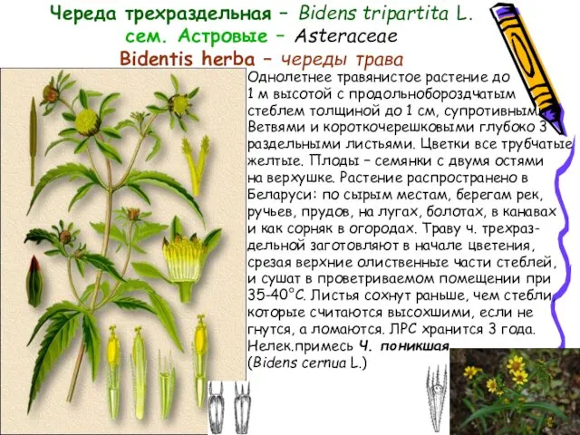 Череда трехраздельная – Bidens tripartita L. сем. Астровые – Asteraceae