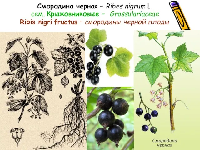 Смородина черная – Ribes nigrum L. сем. Крыжовниковые – Grossulariaceae