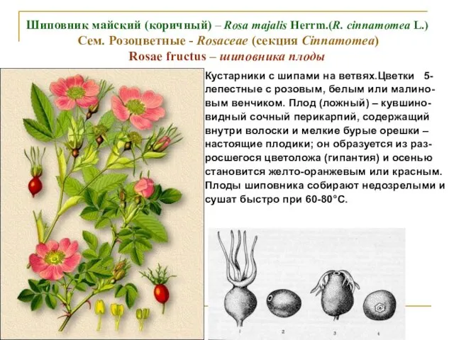 Шиповник майский (коричный) – Rosa majalis Herrm.(R. cinnamomea L.) Cем.