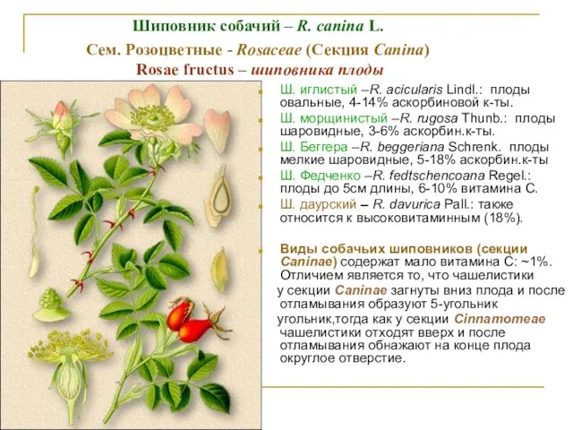 Шиповник собачий – R. canina L. Cем. Розоцветные - Rosaceae