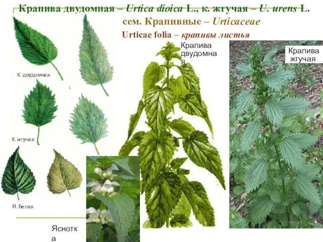 Крапива двудомная – Urtica dioica L., к. жгучая – U.