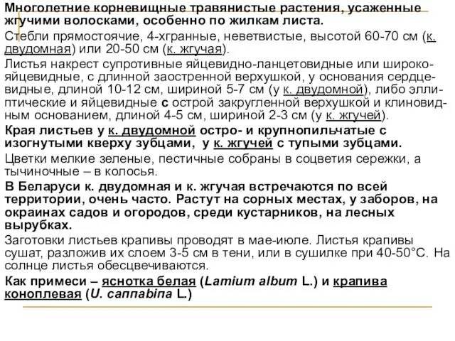 Многолетние корневищные травянистые растения, усаженные жгучими волосками, особенно по жилкам