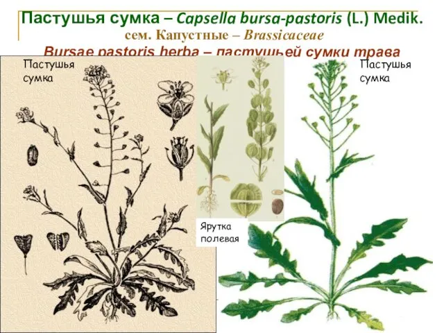 Пастушья сумка – Capsella bursa-pastoris (L.) Medik. сем. Капустные –