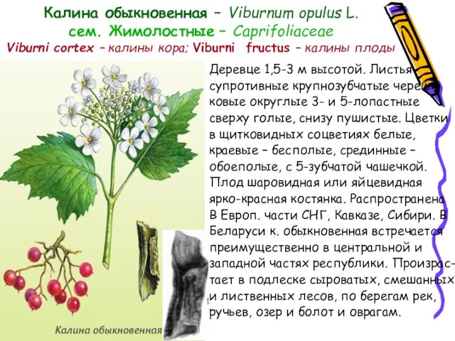 Калина обыкновенная – Viburnum opulus L. сем. Жимолостные – Caprifoliaceae