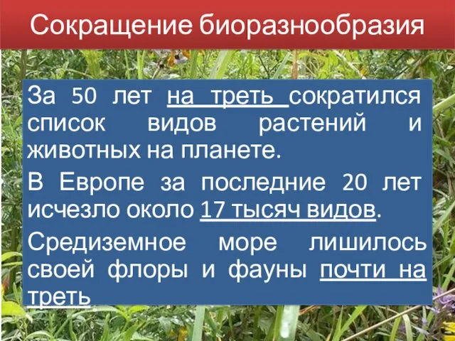 Сокращение биоразнообразия За 50 лет на треть сократился список видов