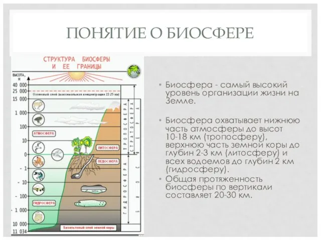 ПОНЯТИЕ О БИОСФЕРЕ Биосфера - самый высокий уровень организации жизни