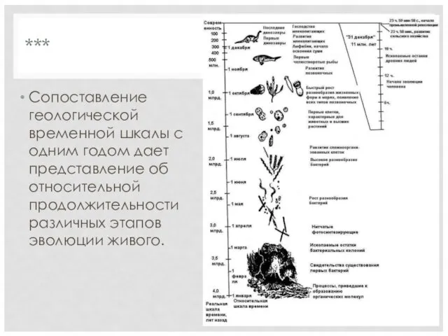 *** Сопоставление геологической временной шкалы с одним годом дает представление