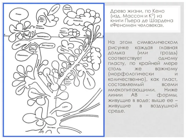 Древо жизни, по Кено (изд. Массон и К0) из книги