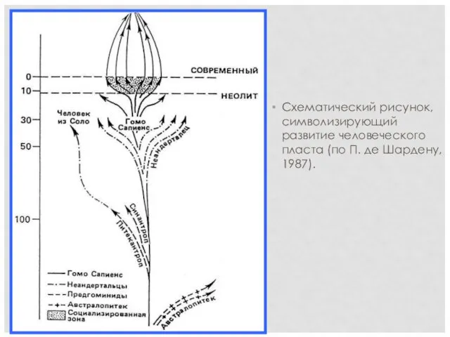 Схематический рисунок, символизирующий развитие человеческого пласта (по П. де Шардену, 1987).