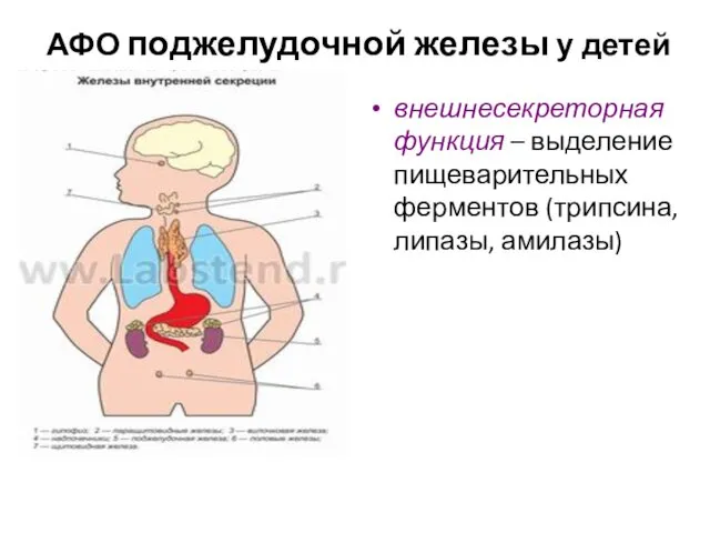 АФО поджелудочной железы у детей внешнесекреторная функция – выделение пищеварительных ферментов (трипсина, липазы, амилазы)