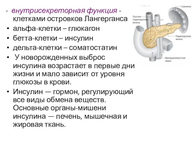 - внутрисекреторная функция - клетками островков Лангерганса альфа-клетки – глюкагон