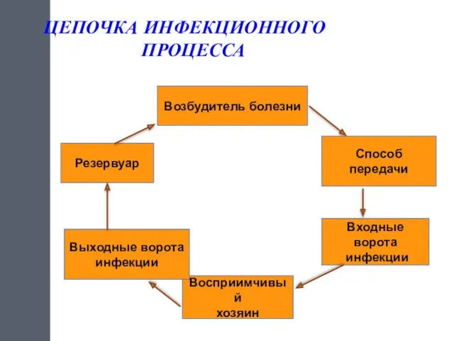 Возбудитель болезни Способ передачи Входные ворота инфекции Восприимчивый хозяин Выходные ворота инфекции Резервуар ЦЕПОЧКА ИНФЕКЦИОННОГО ПРОЦЕССА