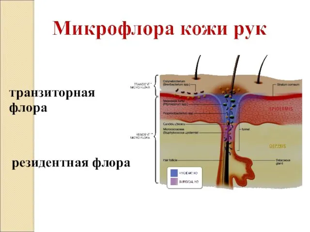 транзиторная флора резидентная флора