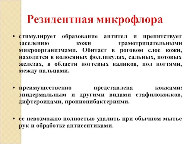 стимулирует образование антител и препятствует заселению кожи грамотрицательными микроорганизмами. Обитает в роговом слое