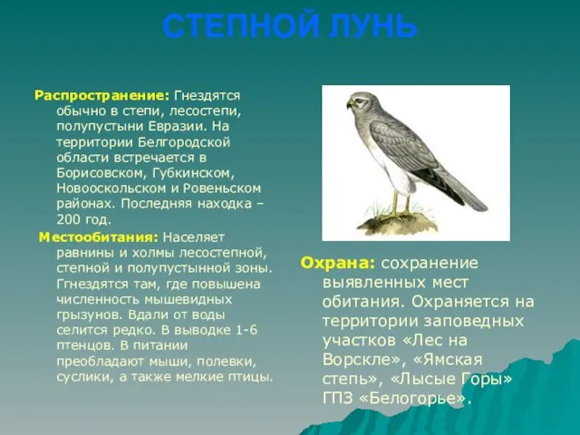 СТЕПНОЙ ЛУНЬ Распространение: Гнездятся обычно в степи, лесостепи, полупустыни Евразии.