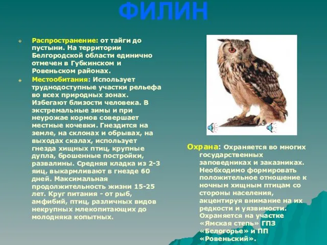 ФИЛИН Распространение: от тайги до пустыни. На территории Белгородской области