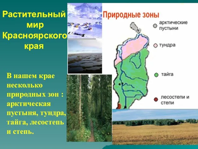 В нашем крае несколько природных зон : арктическая пустыня, тундра, тайга, лесостепь и