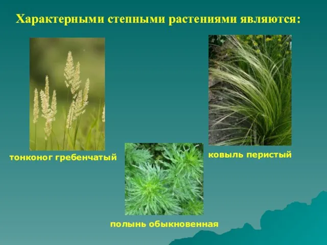 Характерными степными растениями являются: ковыль перистый тонконог гребенчатый полынь обыкновенная