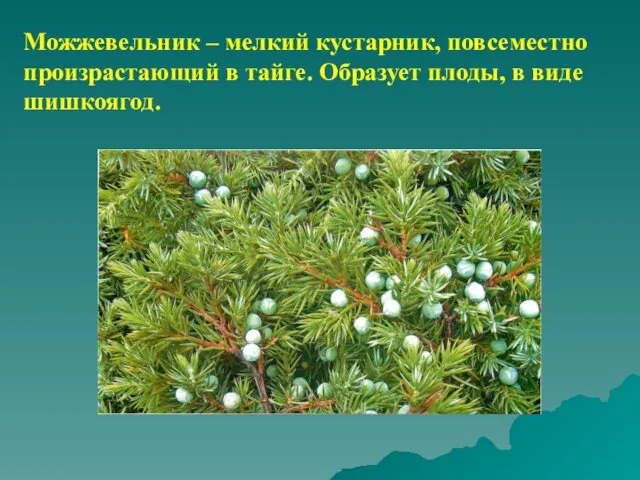 Можжевельник – мелкий кустарник, повсеместно произрастающий в тайге. Образует плоды, в виде шишкоягод.