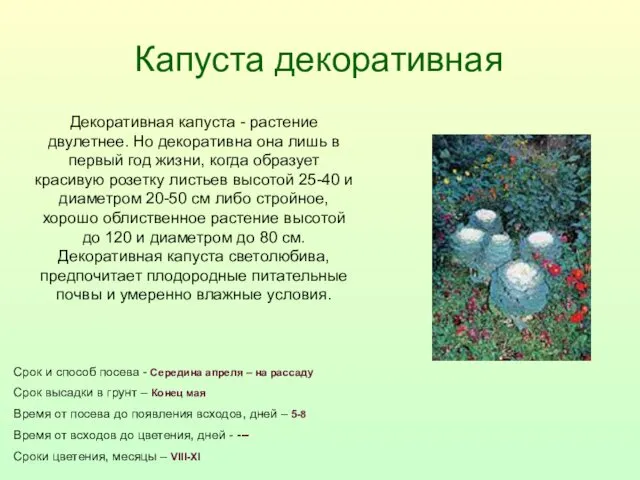 Капуста декоративная Срок и способ посева - Середина апреля –