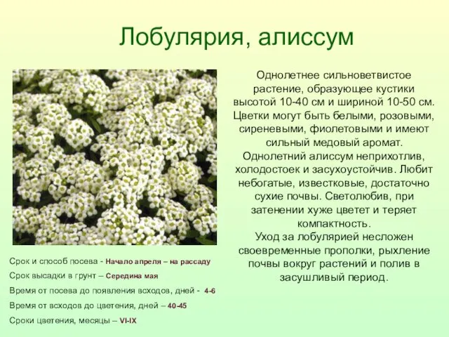 Лобулярия, алиссум Срок и способ посева - Начало апреля –