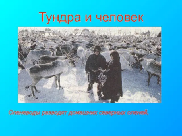 Тундра и человек Оленеводы разводят домашних северных оленей.