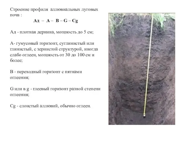 Строение профиля аллювиальных луговых почв : Ад – А – В – G