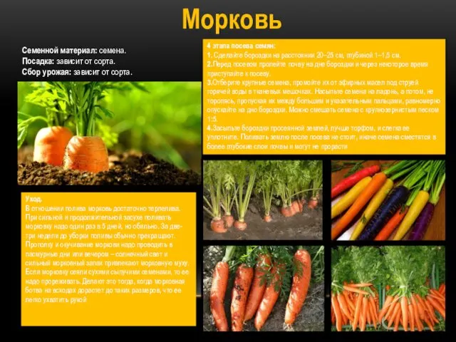 Морковь Семенной материал: семена. Посадка: зависит от сорта. Сбор урожая: зависит от сорта.