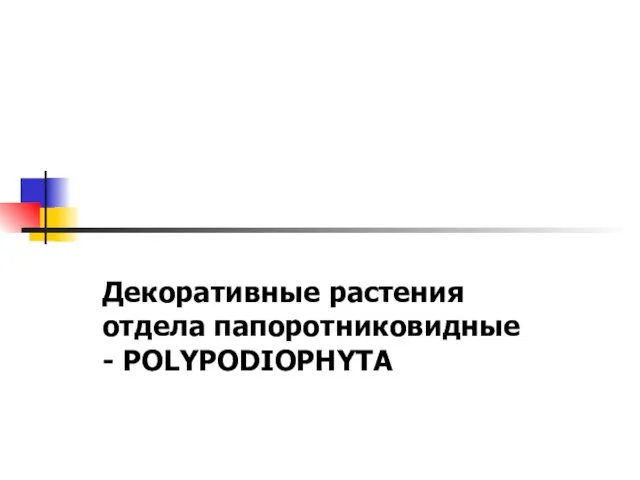 Декоративные растения отдела папоротниковидные - POLYPODIOPHYTA