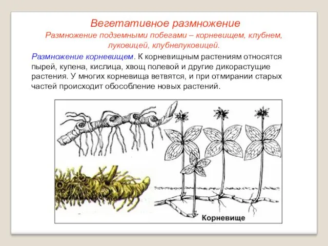 Размножение корневищем. К корневищным растениям относятся пырей, купена, кислица, хвощ