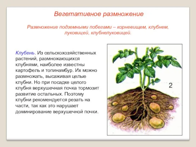 Клубень. Из сельскохозяйственных растений, размножающихся клубнями, наиболее известны картофель и