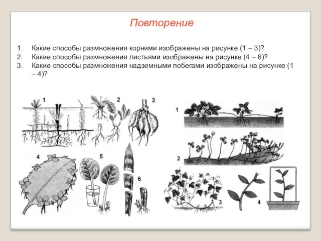 Повторение Какие способы размножения корнями изображены на рисунке (1 –