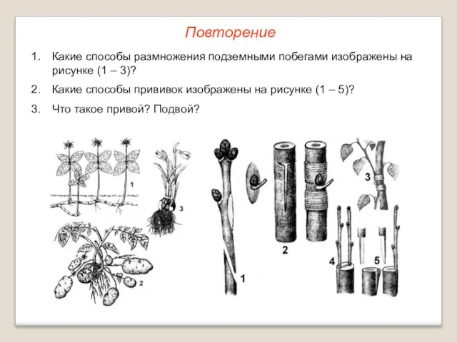 Какие способы размножения подземными побегами изображены на рисунке (1 –