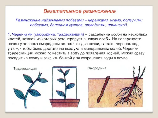 Размножение надземными побегами – черенками, усами, ползучими побегами, делением кустов,