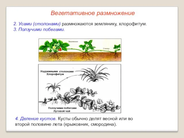 2. Усами (столонами) размножаются землянику, хлорофитум. 3. Ползучими побегами. 4.