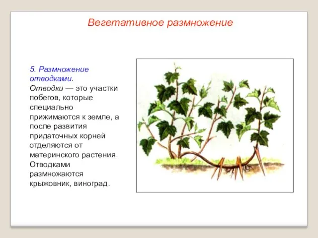 5. Размножение отводками. Отводки — это участки побегов, которые специально