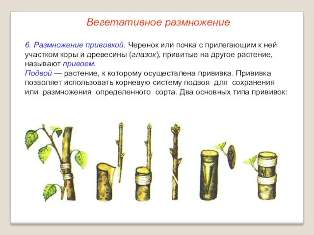 6. Размножение прививкой. Черенок или почка с прилегающим к ней