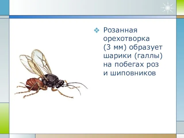 Розанная орехотворка (3 мм) образует шарики (галлы) на побегах роз и шиповников