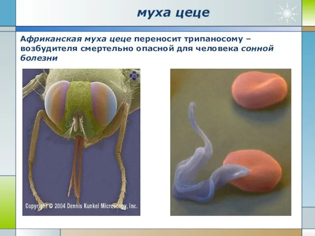 муха цеце Африканская муха цеце переносит трипаносому – возбудителя смертельно опасной для человека сонной болезни