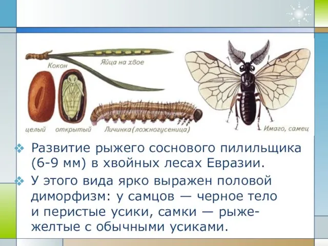 Развитие рыжего соснового пилильщика (6-9 мм) в хвойных лесах Евразии.