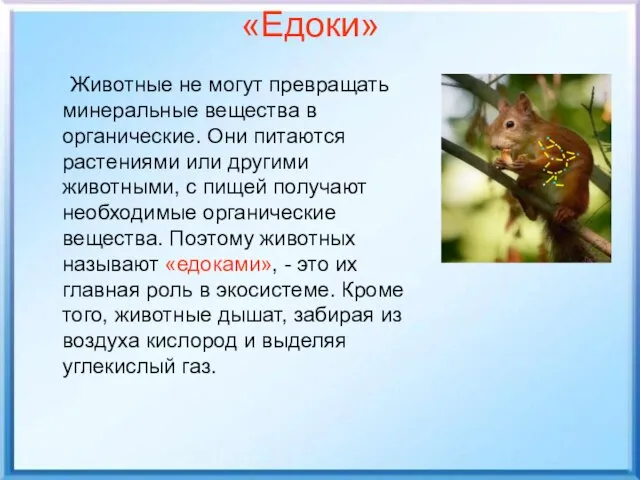 «Едоки» Животные не могут превращать минеральные вещества в органические. Они