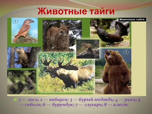 Животные тайги 1 — лось; 2 — кабарга; 3 — бурый медведь; 4