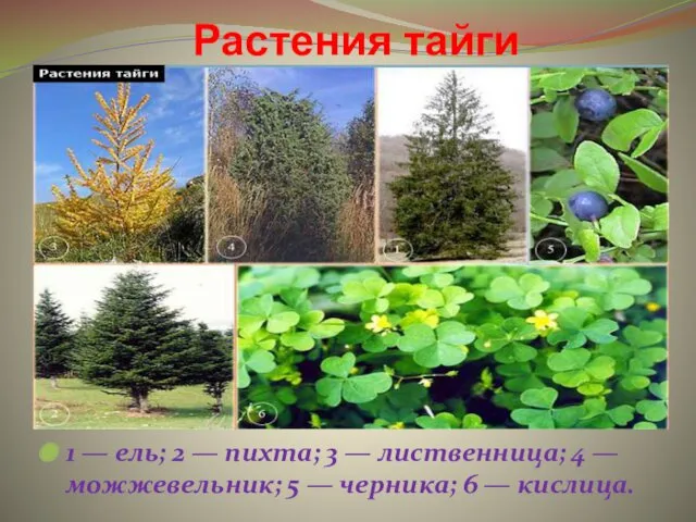 Растения тайги 1 — ель; 2 — пихта; 3 — лиственница; 4 —
