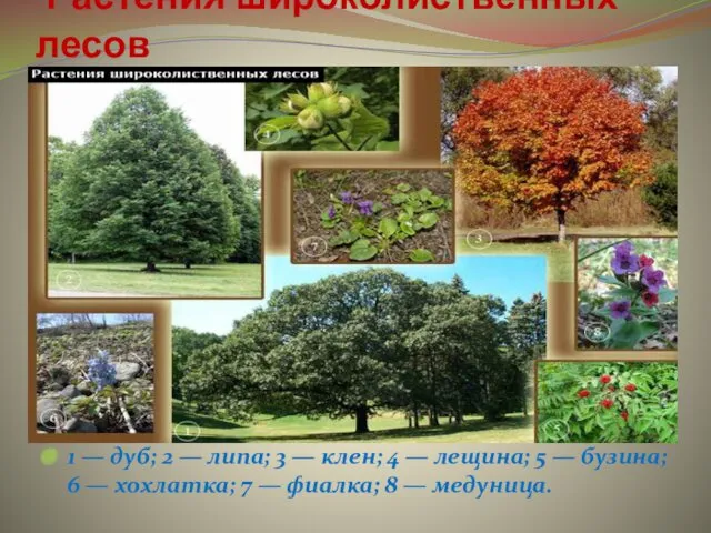 Растения широколиственных лесов 1 — дуб; 2 — липа; 3 — клен; 4