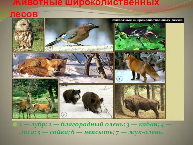 Животные широколиственных лесов 1 — зубр; 2 — благородный олень; 3 — кабан;
